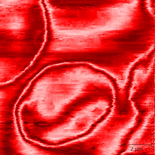 AFM - Aufnahme: Rotes Blutkörperchen